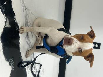 Rescue Labrador Retriever and American Bulldog Dogs for Adoption in Woodstock, Ontario - Reno | PetCurious