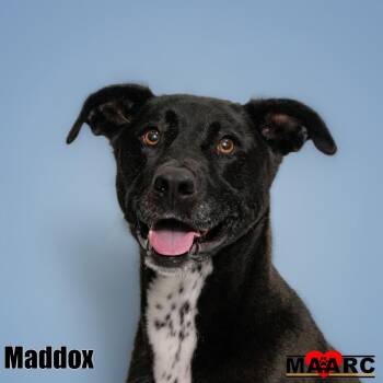 Maddox -  Labrador Retriever and Husky Dog for Adoption in Maryville, Tennessee - Maddox | PetCurious