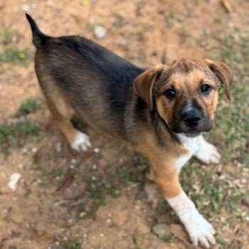 Rescue Shepherd Dogs for Adoption - Asher | PetCurious