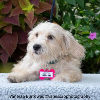Bellini -  Terrier Dog for Adoption in Wake Forest, North Carolina - Bellini | PetCurious