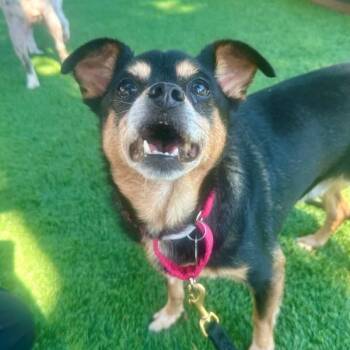 Invierno -  Miniature Pinscher and Chihuahua Dog for Adoption in Walnut Creek, California - Invierno | PetCurious