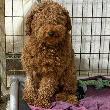 Golden Retriever and Miniature Poodle Dogs Available for Adoption in West Chester, Pennsylvania - Finn | PetCurious