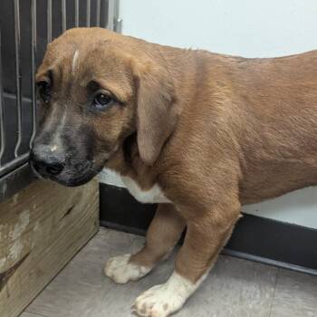 Hound Dogs Available for Adoption - Leon | PetCurious