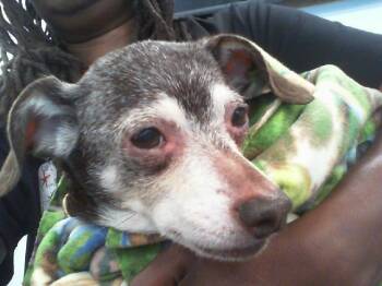 A1270405 -  Chihuahua and Mixed Breed Dog for Adoption in Charlotte, North Carolina - A1270405 | PetCurious