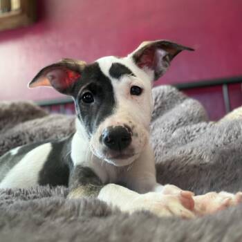 Denali -  Mixed Breed Dog for Adoption in San Francisco, California - Denali | PetCurious