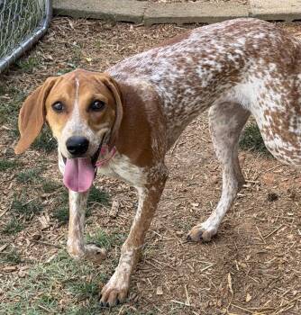 Rachel -  Coonhound Dog for Adoption in Lexington, Massachusetts - Rachel | PetCurious