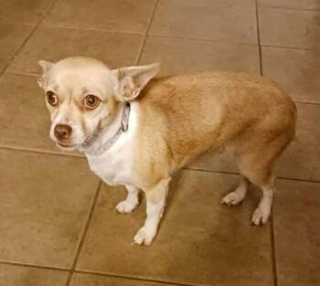 Chihuahua Dogs Available for Adoption - Angel | PetCurious