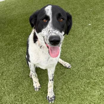 Jessy -  Border Collie Dog for Adoption in Cody, Wyoming - Jessy | PetCurious
