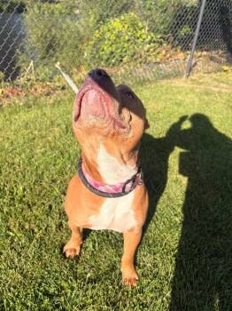 Bugg -  Pit Bull Terrier Dog for Adoption in Warren, Pennsylvania - Bugg | PetCurious
