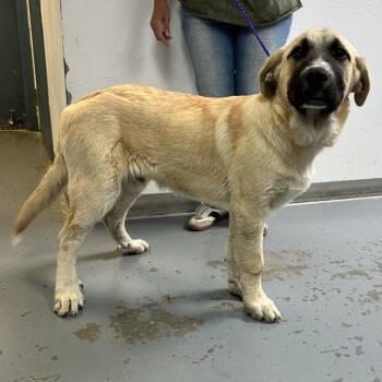 61146481 -  Anatolian Shepherd Dog for Adoption in Elko, Nevada - 61146481 | PetCurious