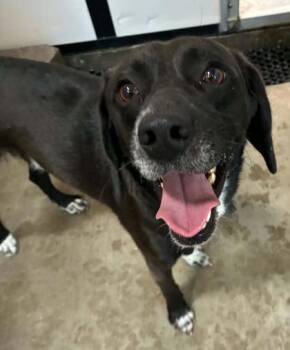 Fred -  Beagle and Mixed Breed Dog for Adoption in Bowling Green, Kentucky - Fred | PetCurious