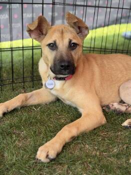 German Shepherd Dog and Shepherd Dogs Available for Adoption in Newport Beach, California - Goldie | PetCurious