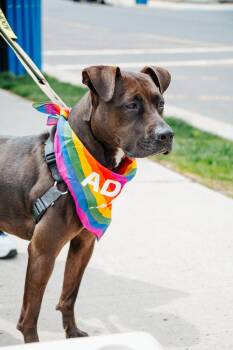 Pit Bull Terrier Dogs Available for Adoption in Ocean Township, New Jersey - Honey | PetCurious