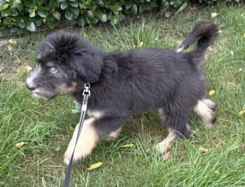 Kenshi -  Goldendoodle and Husky Dog for Adoption in Irwin, Pennsylvania - Kenshi | PetCurious
