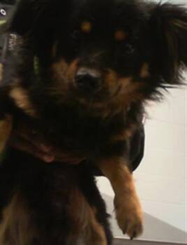 Mixed Breed Dogs Available for Adoption in Charlotte, North Carolina - A1263059 | PetCurious