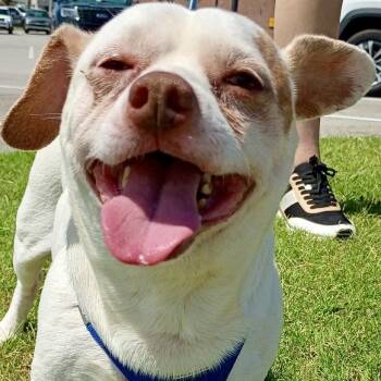 Dougie -  Chihuahua Dog for Adoption in Tulsa, Oklahoma - Dougie | PetCurious