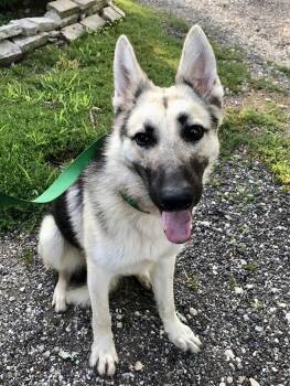 Stryker -  German Shepherd Dog Dog for Adoption in Port Barrington, Illinois - Stryker | PetCurious