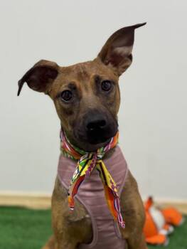 Basenji and German Pinscher Dogs Available for Adoption - Ann | PetCurious