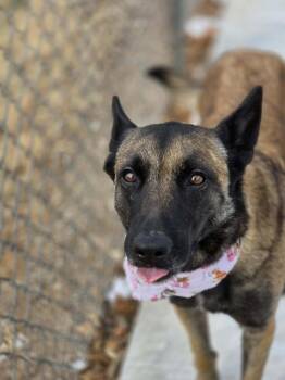 Belgian Shepherd Malinois Dogs Available for Adoption - Jesse - Located In NM | PetCurious