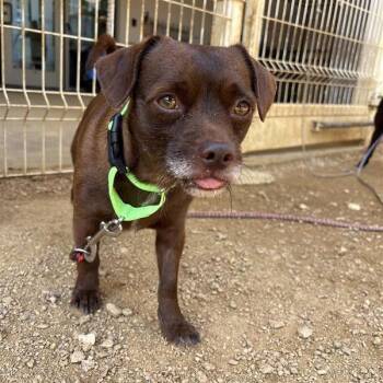 Mixed Breed Dogs Available for Adoption in Bentonville, Arkansas - Dale | PetCurious