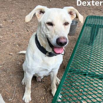 Labrador Retriever and Great Pyrenees Dogs Available for Adoption in Little Rock, Arkansas - Dexter | PetCurious