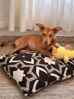 Sasha -  Retriever and Labrador Retriever Dog for Adoption in Jenkintown, Pennsylvania - Sasha | PetCurious