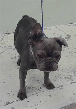 Rescue French Bulldog Dogs for Adoption in Houston, Texas - BLEU | PetCurious