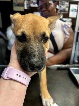 Rescue German Shepherd Dog and Siberian Husky Dogs for Adoption in Stockton, California - A366031 | PetCurious