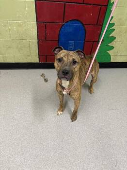 Rescue Pit Bull Terrier Dogs for Adoption in Indianapolis, Indiana - TIGER | PetCurious