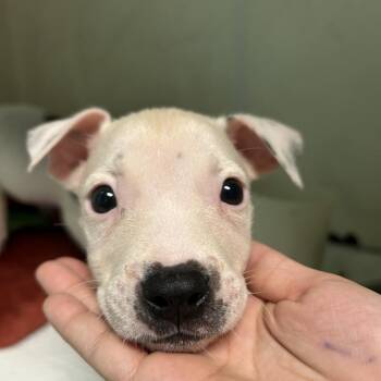 Leo -  Mixed Breed Dog for Adoption in Guaynabo, Guaynabo - Leo | PetCurious