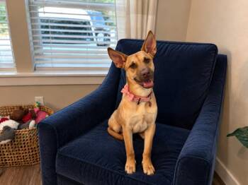 Opal Oodles of Love -  Shepherd and Labrador Retriever Dog for Adoption in Friendswood, Texas - Opal Oodles Of Love | PetCurious