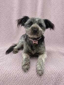 Evie -  Havanese and Schnauzer Dog for Adoption in Lodi, California - Evie | PetCurious