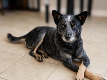 Baja Blast -  Cattle Dog and Mixed Breed Dog for Adoption in Fort Collins, Colorado - Baja Blast | PetCurious
