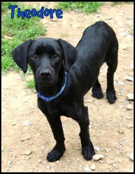 Theodore -  Hound Dog for Adoption in Shippenville, Pennsylvania - Theodore | PetCurious