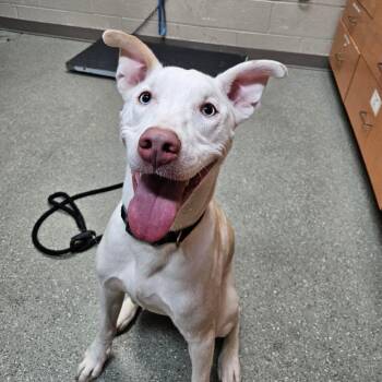 Max -  Siberian Husky and Pit Bull Terrier Dog for Adoption in Wilmington, Delaware - Max | PetCurious