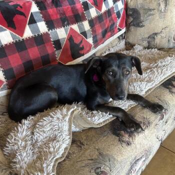Terrier and Mixed Breed Dogs Available for Adoption in Bellingham, Washington - Silly Tilly | PetCurious