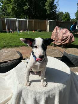 Kerr -  Terrier and Chihuahua Dog for Adoption in North Freedom, Wisconsin - Kerr | PetCurious