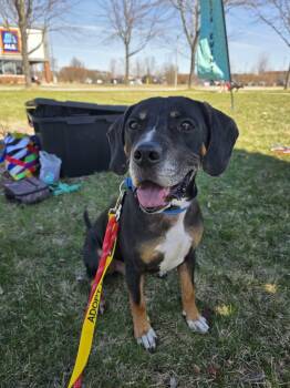 Terrier and Hound Dogs Available for Adoption in Oswego, Illinois - Oliver | PetCurious