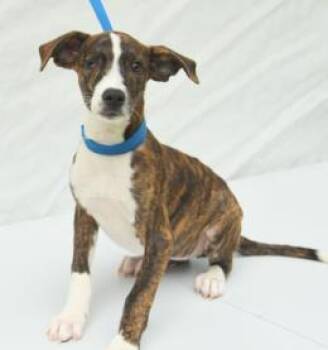 Desirae -  Mixed Breed Dog for Adoption in Kansas City, Missouri - Desirae | PetCurious