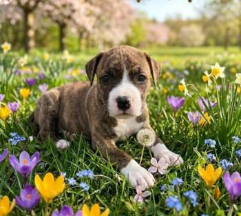 Mixed Breed Dogs Available for Adoption - Lana | PetCurious