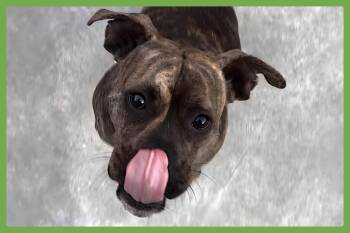 Blu -  Boxer and Pit Bull Terrier Dog for Adoption in Amherst, Massachusetts - Blu | PetCurious