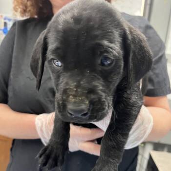 Comet -  Terrier Dog for Adoption in Summerville, South Carolina - Comet | PetCurious