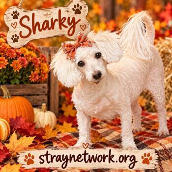 Sharky ( female) -  Bichon Frise Dog for Adoption in Hatfield, Pennsylvania - Sharky ( Female) | PetCurious
