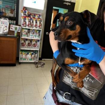 Maury -  Mixed Breed Dog for Adoption in Davenport, Iowa - Maury | PetCurious