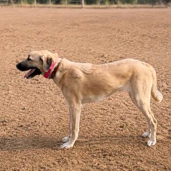 Zadey -  Shepherd Dog for Adoption in Phoenix, Arizona - Zadey | PetCurious