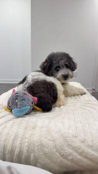 Miniature Poodle Dogs Available for Adoption in Toronto, Ontario - Chico | PetCurious