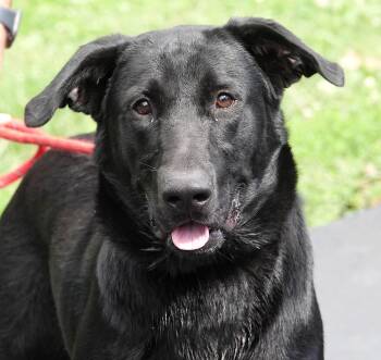 Bram -  Shepherd Dog for Adoption in Millfield, Ohio - Bram | PetCurious