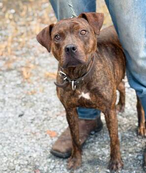 Erin -  Mixed Breed Dog for Adoption in Elizabethtown, North Carolina - Erin | PetCurious