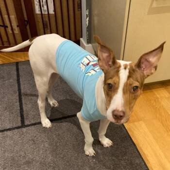 Rescue Terrier Dogs for Adoption in Fort Lauderdale, Florida - Hattie Mississippi | PetCurious
