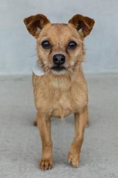 Lewis -  Mixed Breed Dog for Adoption in Longmont, Colorado - Lewis | PetCurious